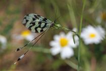 Schwalbenschwanzhaft